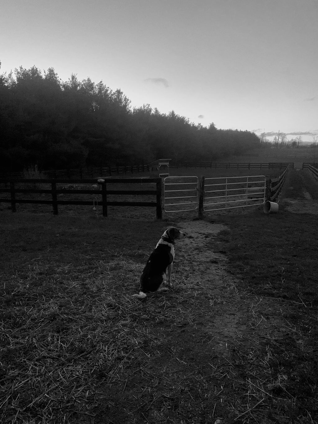 Hound Dog on a Farm Photo