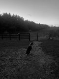 Hound Dog on a Farm Photo