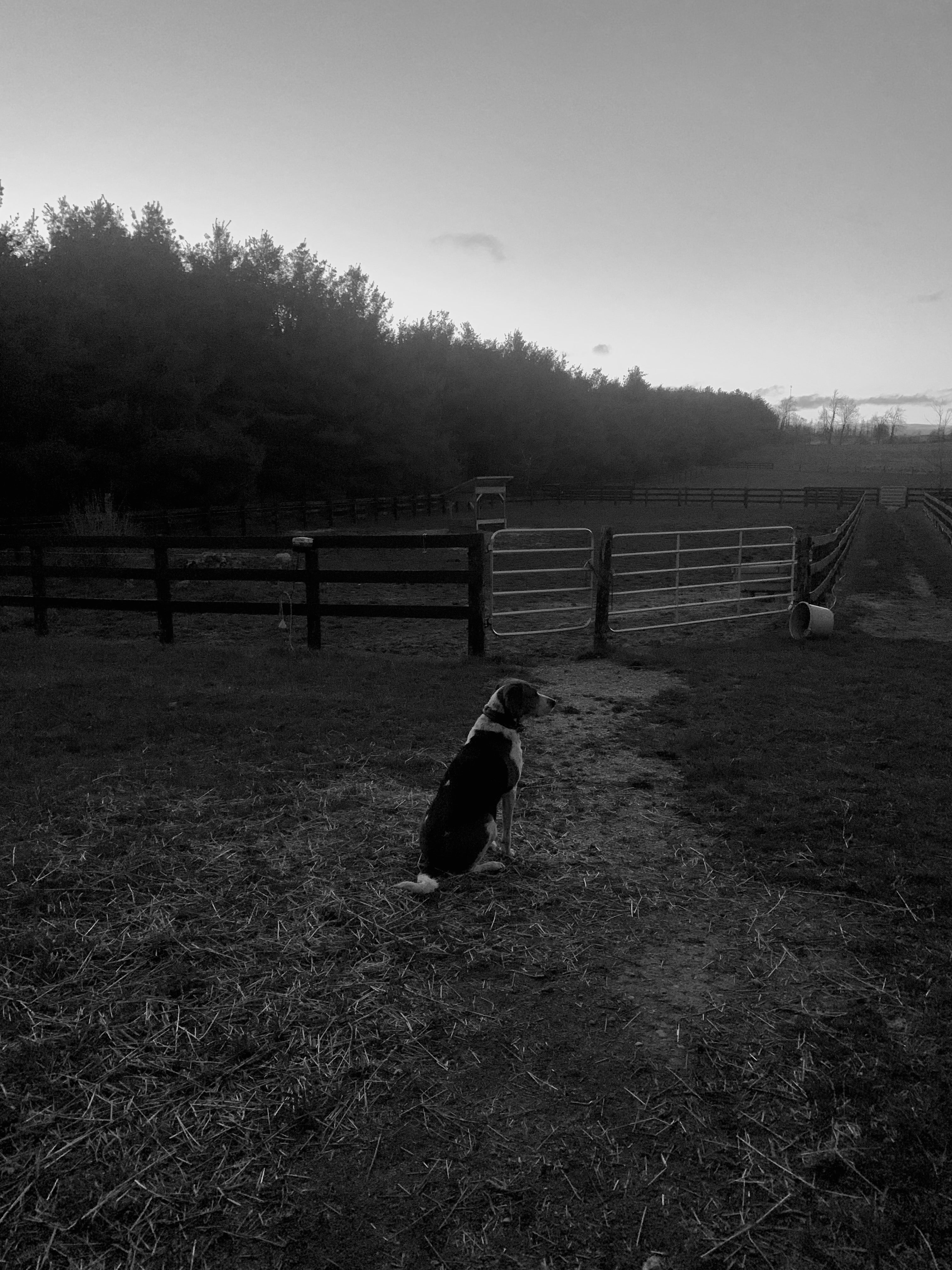 Hound Dog on a Farm Photo